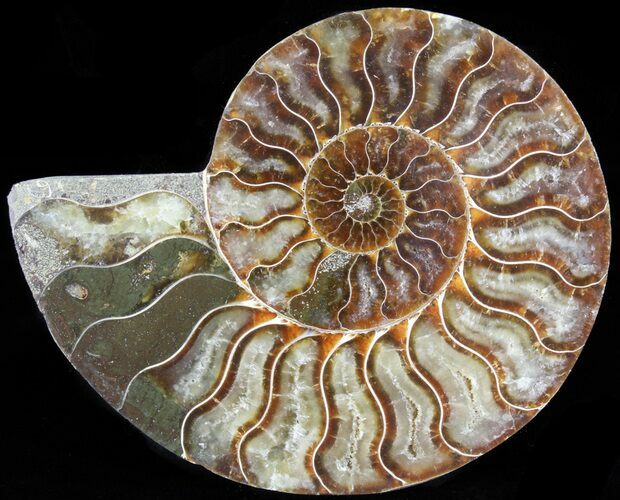 Polished Ammonite Fossil (Half) - Agatized #64999